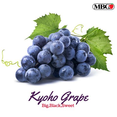 Kyoho Grape .